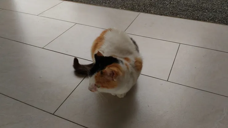 流浪貓，看得出來牠爸媽的花色。牠也是很 "不重要" 的生物／作者攝