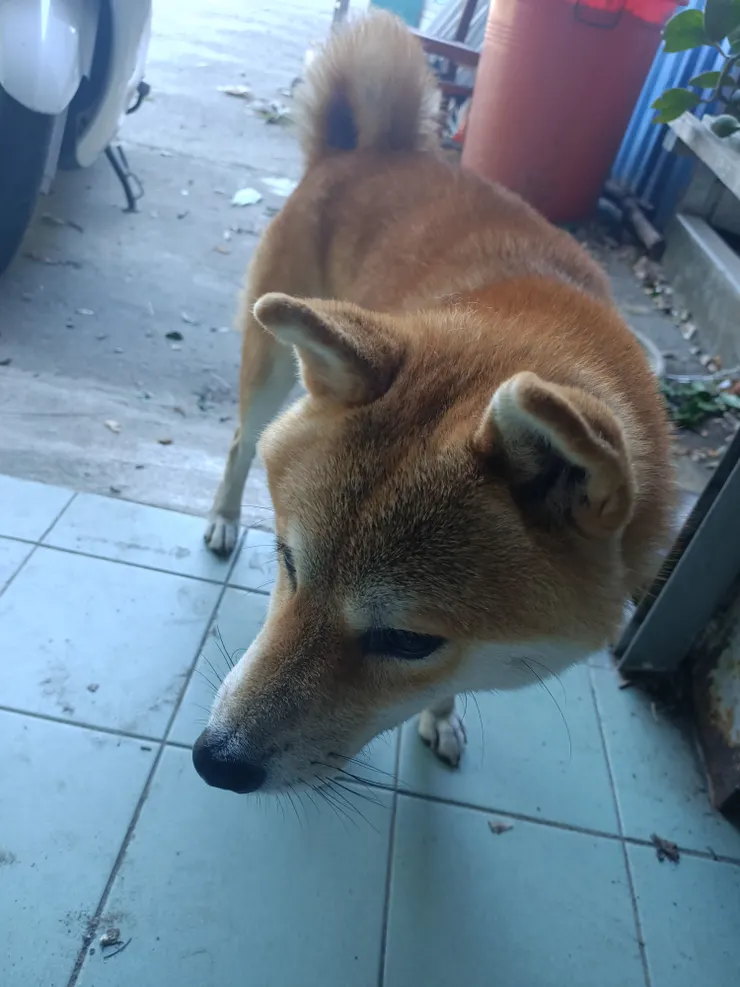 每次來就是要拍一下可樂！