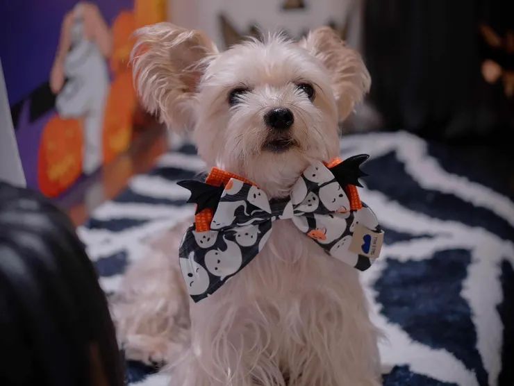 尾巴丘萬聖節系列限量手作領巾，由台灣設計師出品，具三扣式調節設計，是讓家中萌寵抓住路人目光的絕佳配備。（資料來源：尾巴丘毛孩選物）