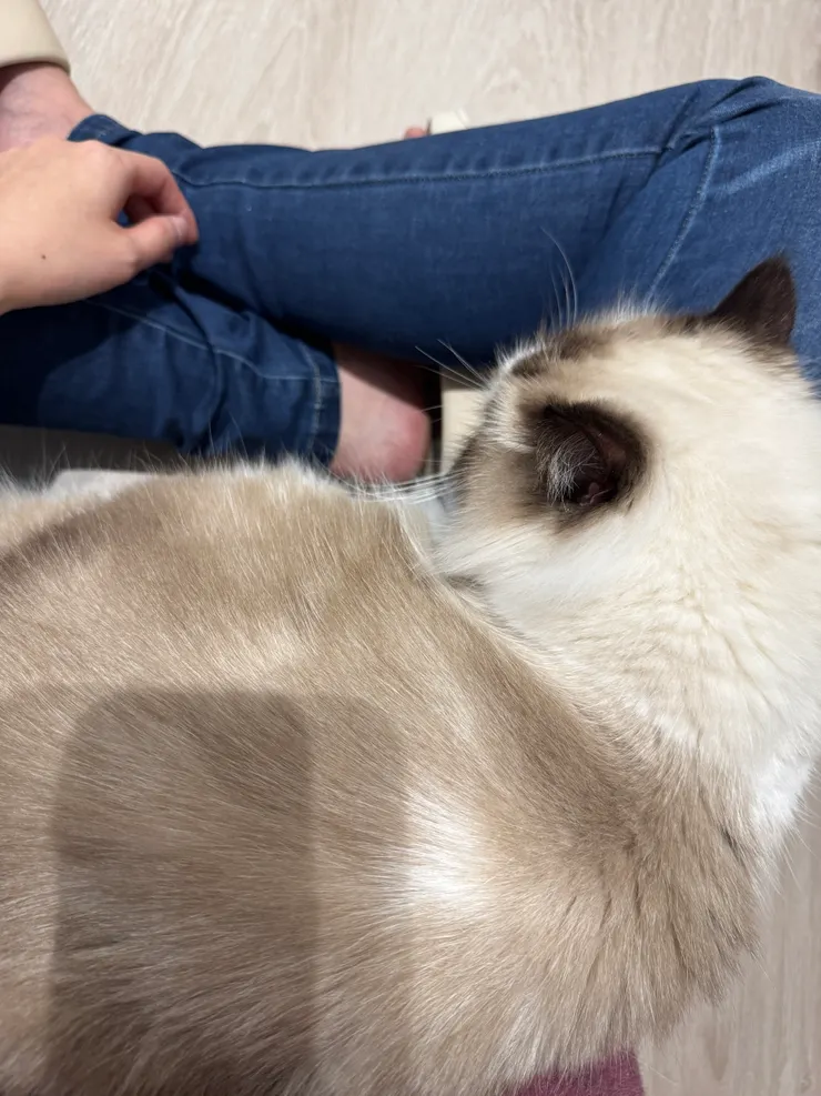 貓咪療癒所 / photo by 甜甜錁Zero 