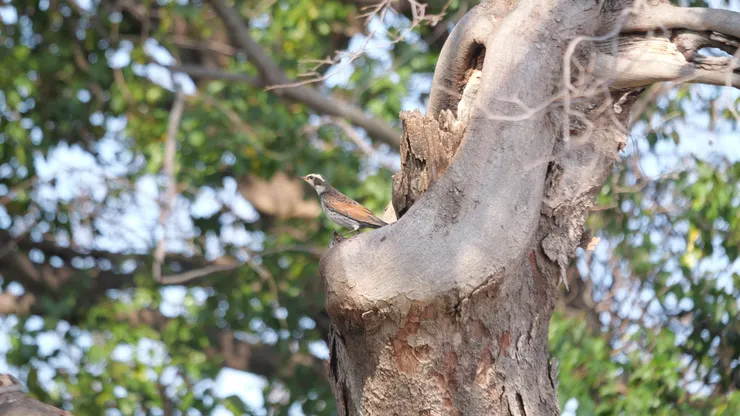 同一樹洞位置還有斑鶇
