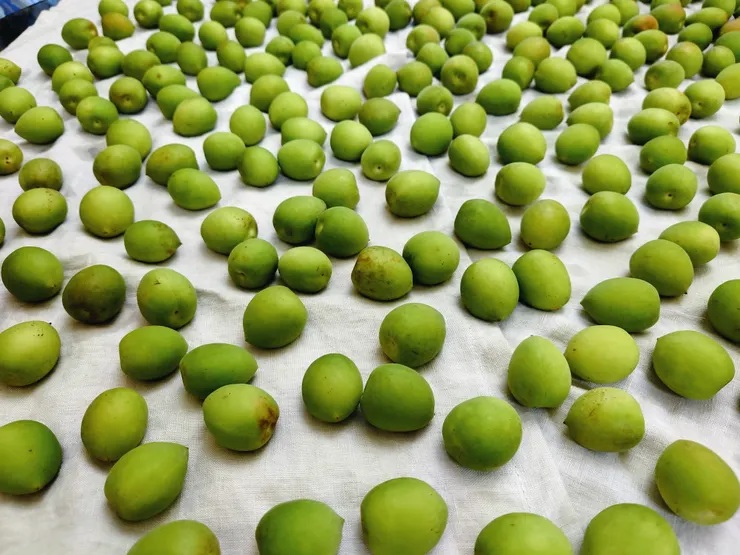 梅子富翁！大珠小珠落玉盤。