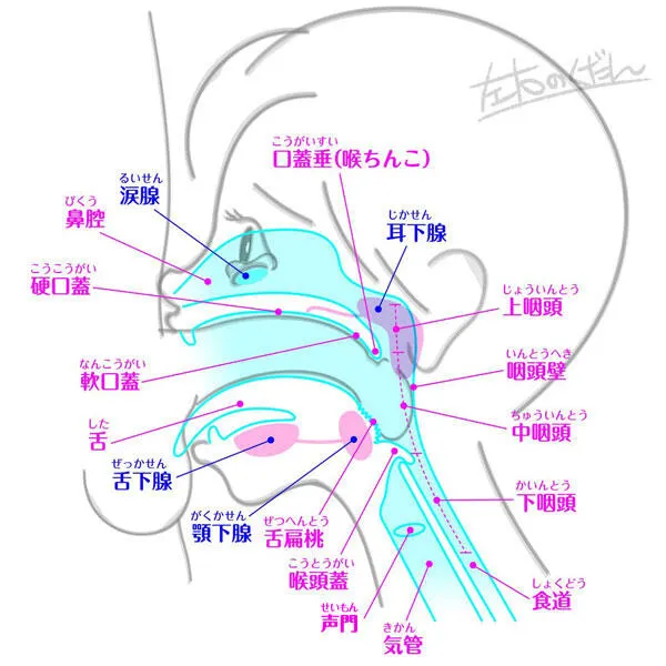 這是深喉的示意圖，顯示陽具深入到喉頭蓋處。有的男人勃起很硬的時候，不見得能像圖片那樣拗彎，那服務的一方得採用仰頭姿勢讓自己的口道變比較直。陽具到達深喉時，容易引發嘔吐，窒息的慌張感與不自主的吞嚥動作。但這都可以一一的理解與處理。圖片取自イラマチオ研究所。