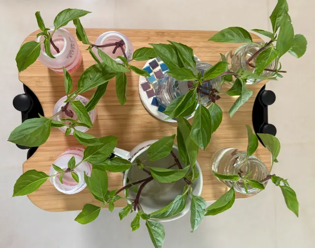 水耕紅骨九層塔,等待發芽。