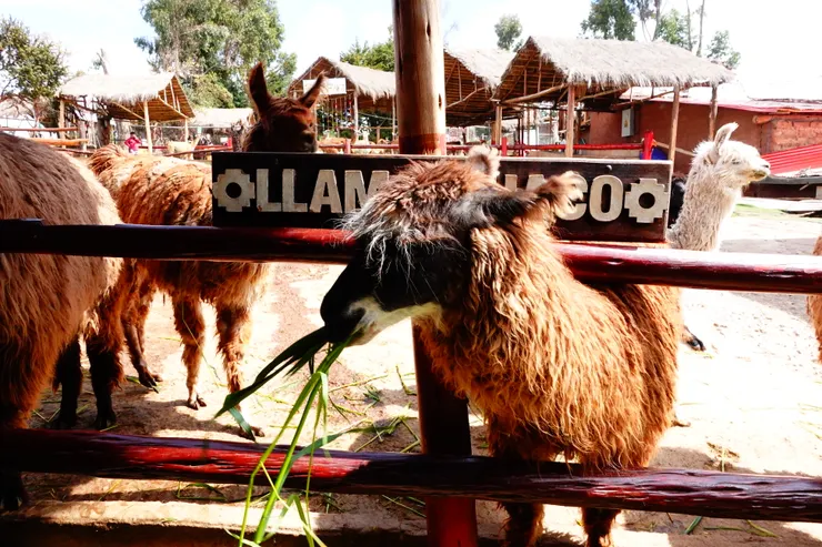 專心嚼草的羊駝。