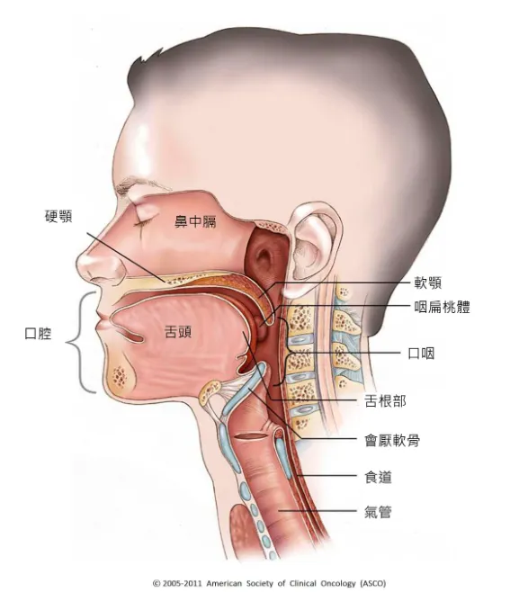 消化道的兩端,如果好好的調教都可以是愉悅的性器官。口腔到食道會轉一個90度的大彎。氣管是固定的直徑,但是貼在背面的食道則可隨著裡面的食物或陽具改變管徑。所謂的深喉嚨是把陽具置入到至少是會厭軟骨或以下的位置。圖片取自American Society of Clinical Oncology