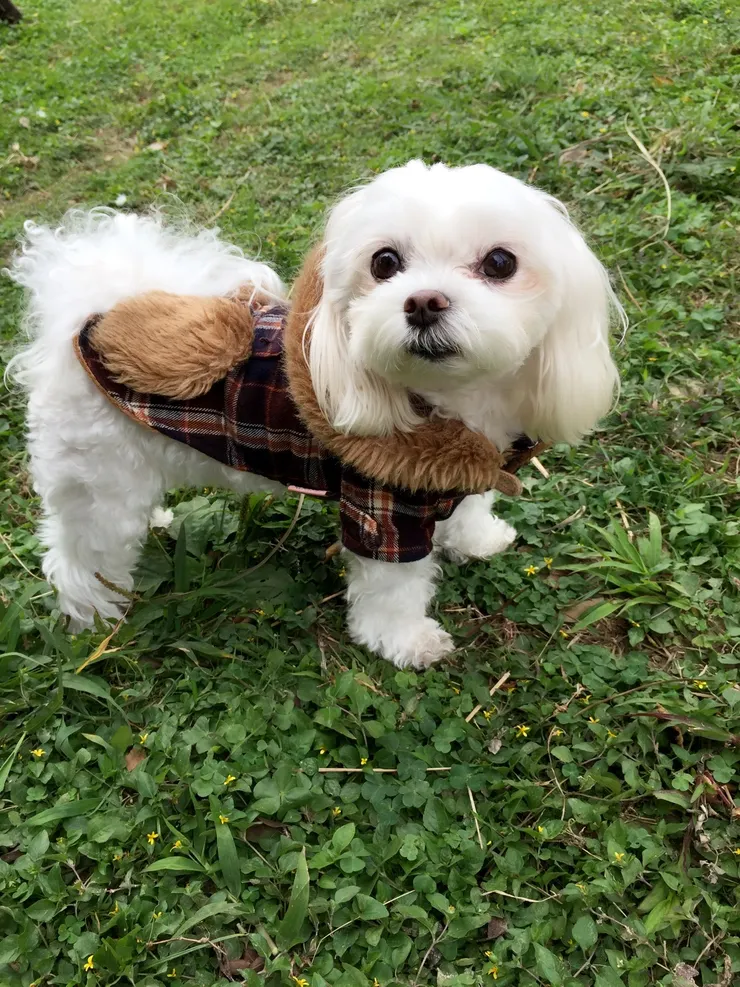 喜歡散步的瑞迪