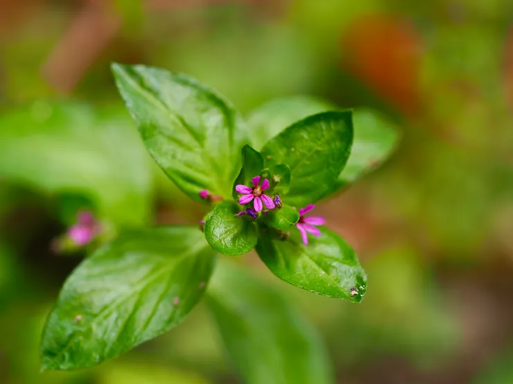 克非亞草、雪茄草、香膏萼距花;攝於台南白河關子嶺大凍山路旁,原產地安地列斯群島及中南美洲,台灣已馴化常見於平地及低中海拔山地 http://kplant.biodiv.tw/克非亞草/克非亞草.htm