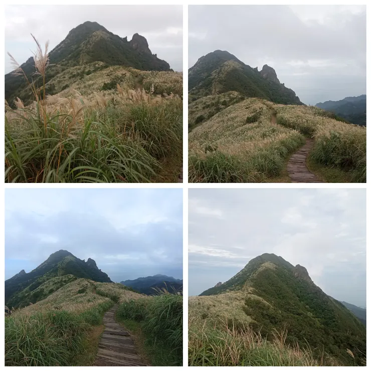 半屏山步道之芒草盛況
