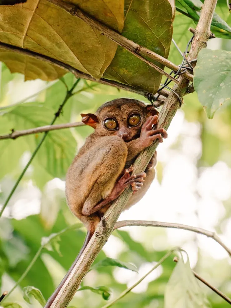 Close view of a Philippine tarsier perched on a tree branch in a tropical rainforest.