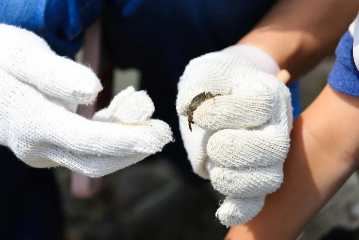 潮池中可以發現許多小螃蟹