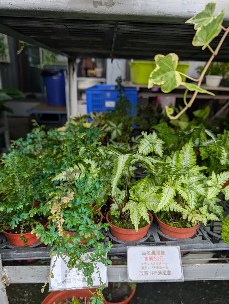 鳳尾蕨和藍蕨