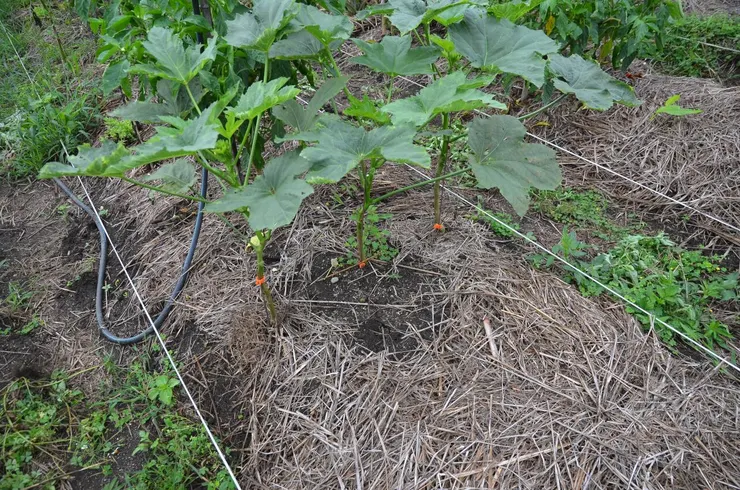 即使覆蓋乾草,仍會長雜草