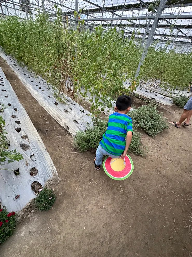 我兒子在聽西瓜的聲音（他不會輕輕彈）/不用藥的西瓜田利用香草植物交錯種植達到防蟲訴求