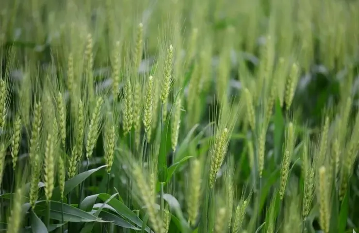 兔尾草花穗像小麥
