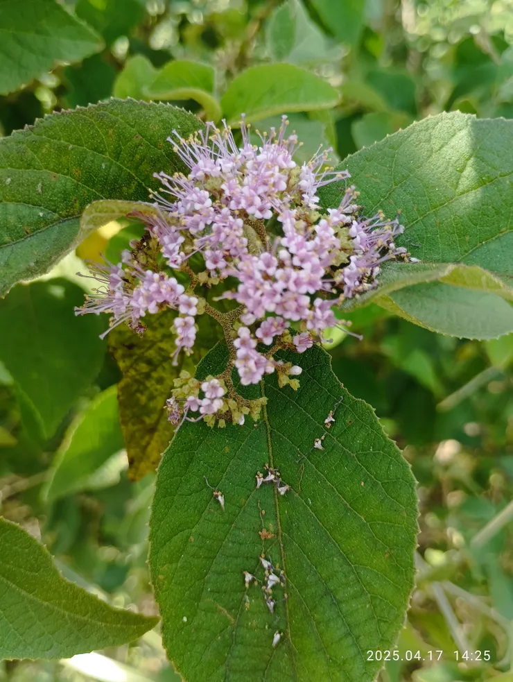 杜虹花形似螃蟹口吐的小白沫故也名“螃蟹花”