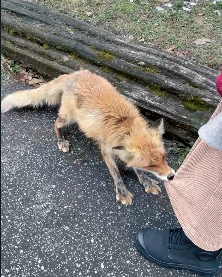 被狐狸咬著褲子的我