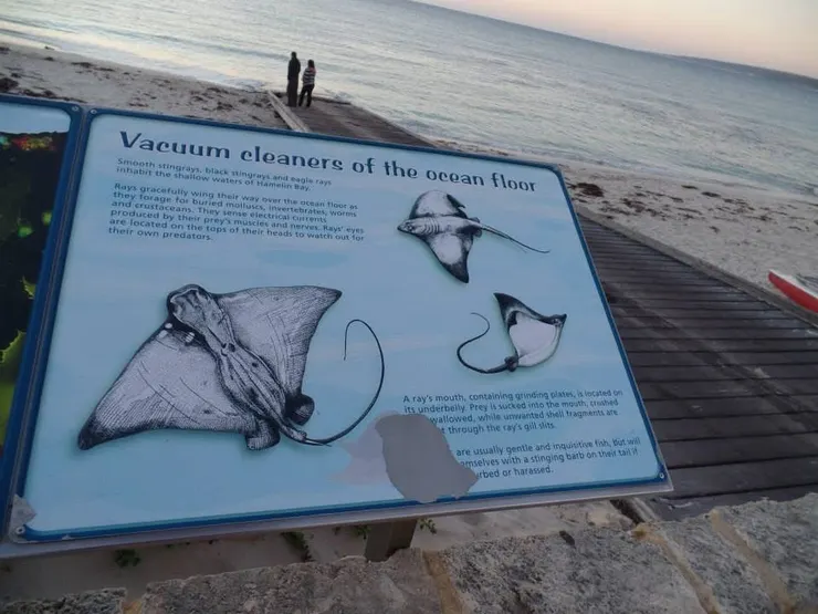 西澳著名等待魟魚經典