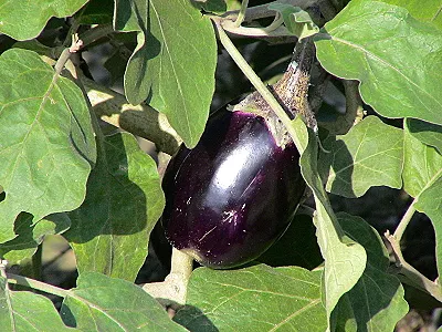 src