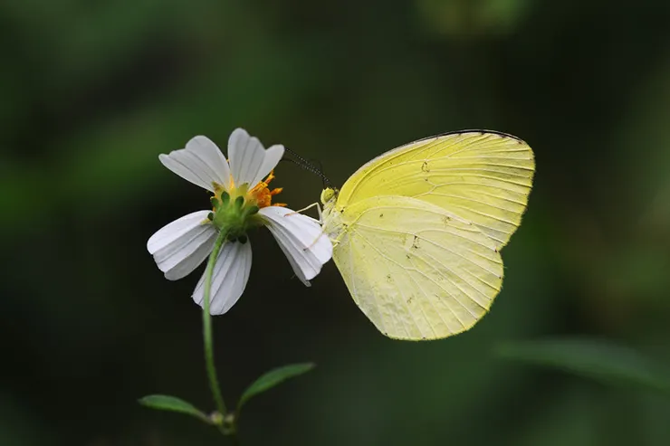 寬邊黃粉蝶是香港常見的蝶類，也是小說重要象徵。圖片來源：香港濕地公園網站