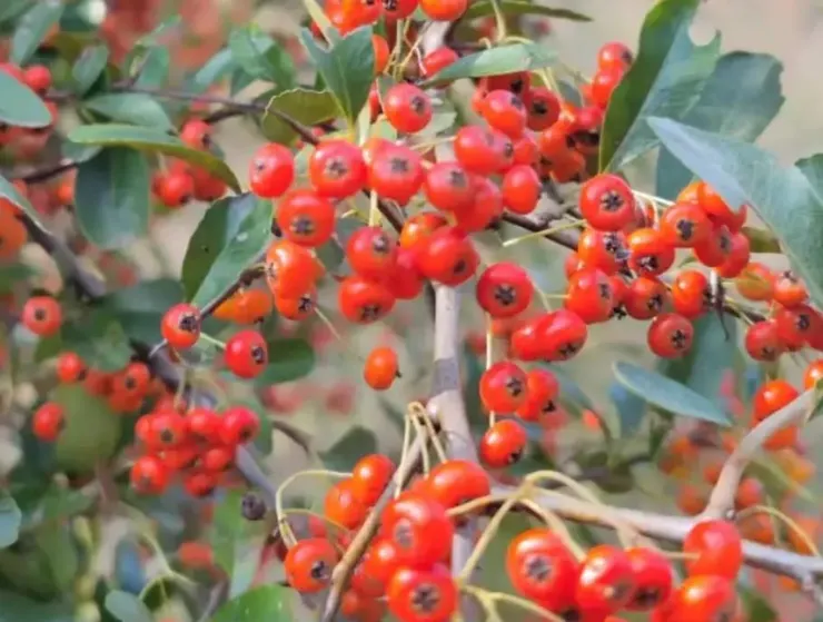 救兵糧(Fortune Firethorn)