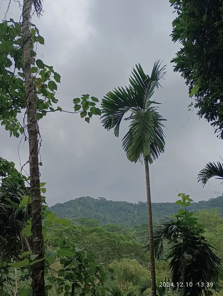 剛入山左眺三角點