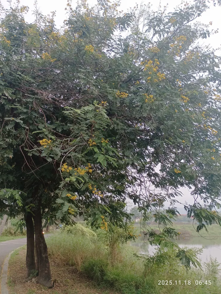 花飛人遠風前舞