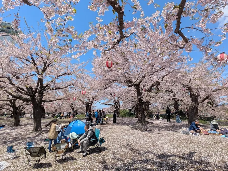 櫻花樹下野餐的人們