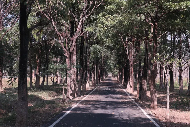 與185縣道平行的林蔭自行車道