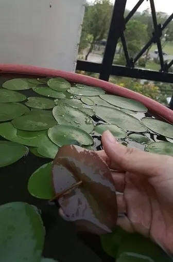 在自家陽台養一缸蓴菜過乾癮