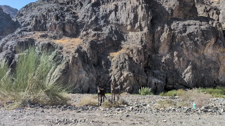 呆呆兩頭驢，旁邊卡個塑膠渣，Photo: Zora @ Route 8285 in Wadi Al Fora'a (July 8, 2025)