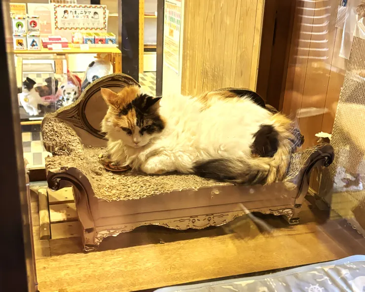 剛好遇到當值的二代玉（自行拍攝）