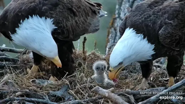圖片來源：explore.org 官網 / 白頭海雕