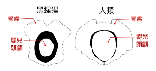 圖4:黑猩猩與人類女性的骨盆對照圖。黑猩猩母親的骨盆與嬰兒頭顱間的空隙很大;反觀人類嬰兒頭顱太大,而母親的骨盆太窄,較易造成難產。(圖片來源:天地仁道網路道場,宗教裡的科學第1期:從人類學看亞當夏娃,https://tian-di-ren-tao.blogspot.com/2022/06/1.html)