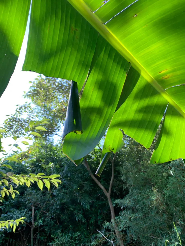 誰幫香蕉葉燙捲捲包