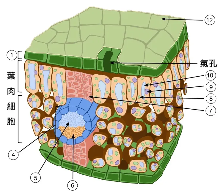 葉片的縱切面。By Rowanosmer - Own work, CC BY-SA 4.0