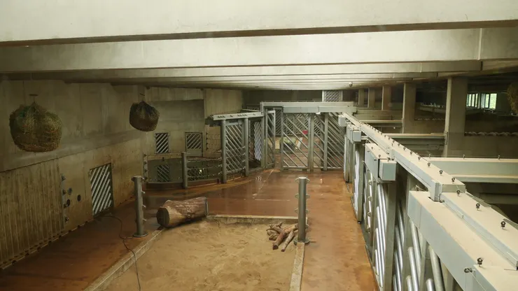 大象的室內豪宅