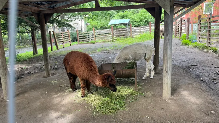 吃草模樣相當療癒。