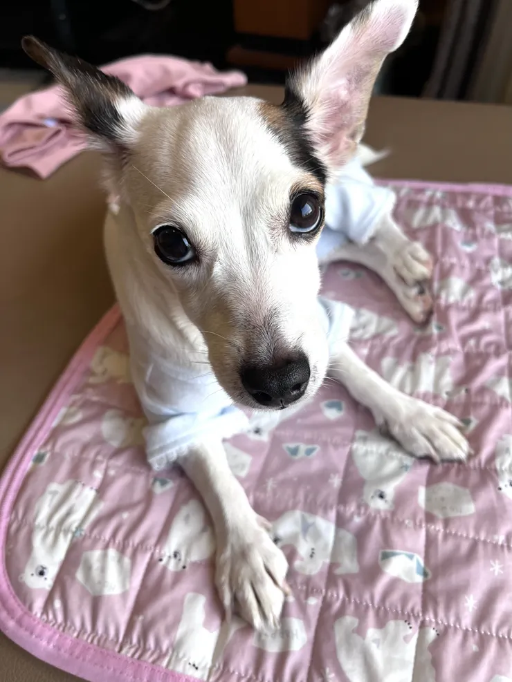 舒適的布料,完整的包覆,媽媽安心,多芬開心😳