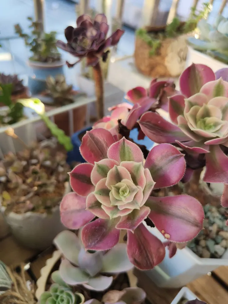 法師休眠ing，中秋過後再期待甦醒，粉女巫第二年度夏