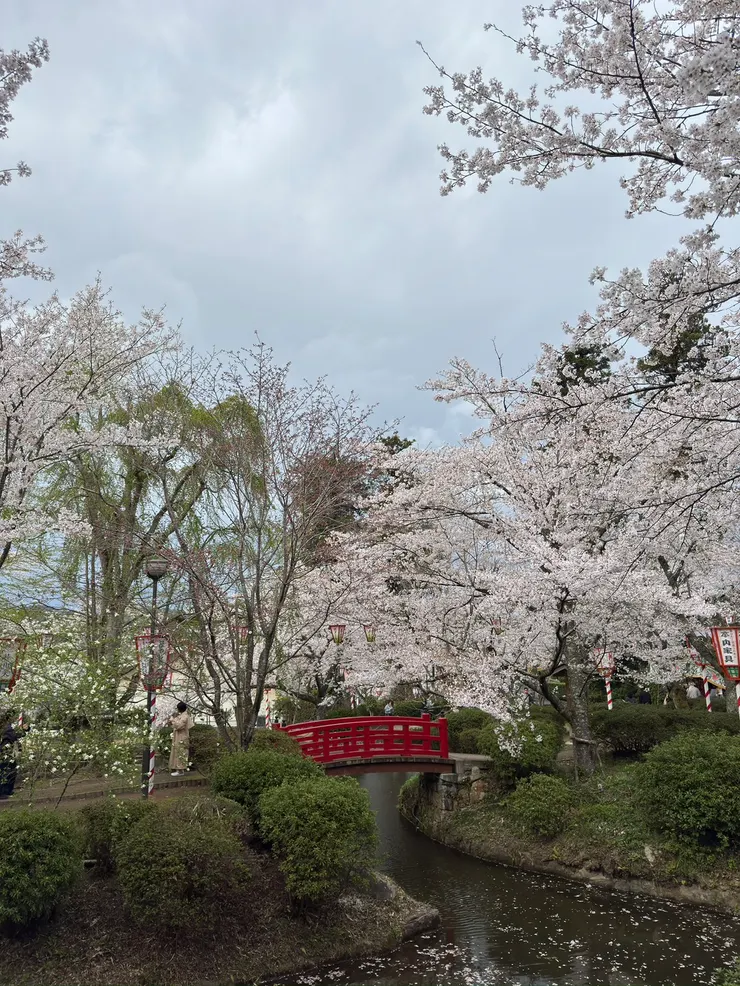湖邊種滿櫻花樹