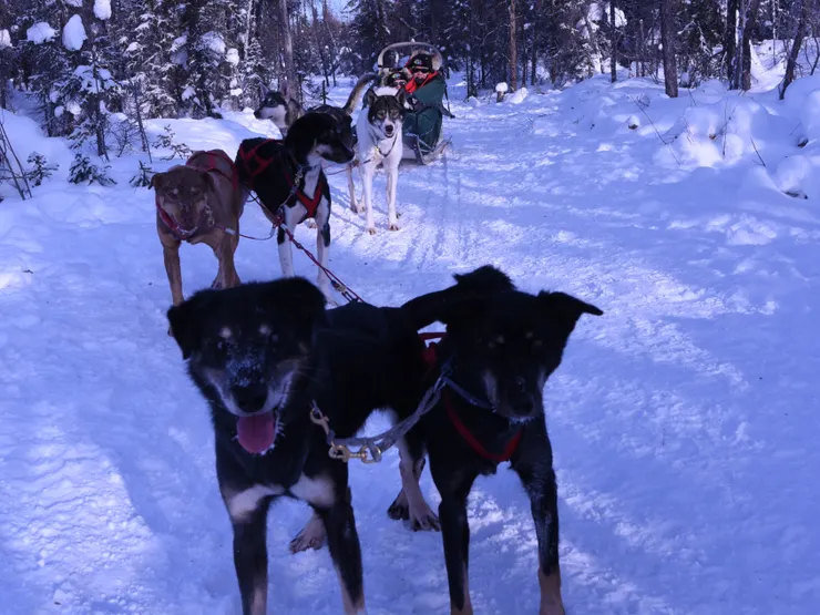 我們這一隊雪橇犬
