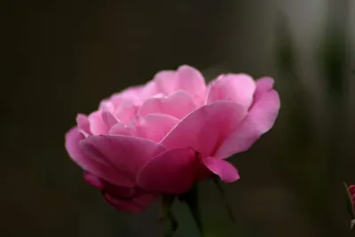 沙龍是過年時坐在一起聊天的地方