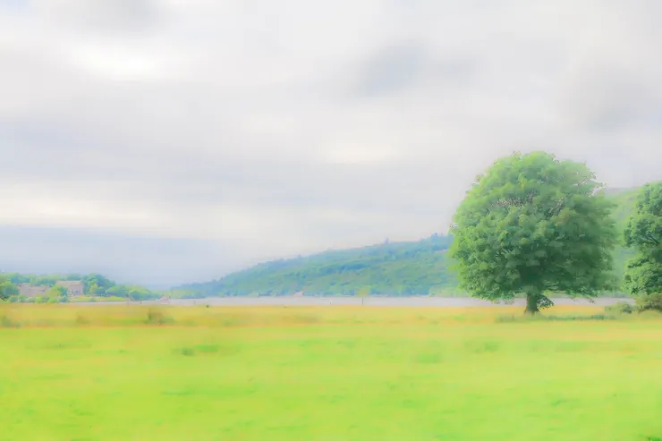 孤傲的一棵樹轟立在帕達恩湖畔