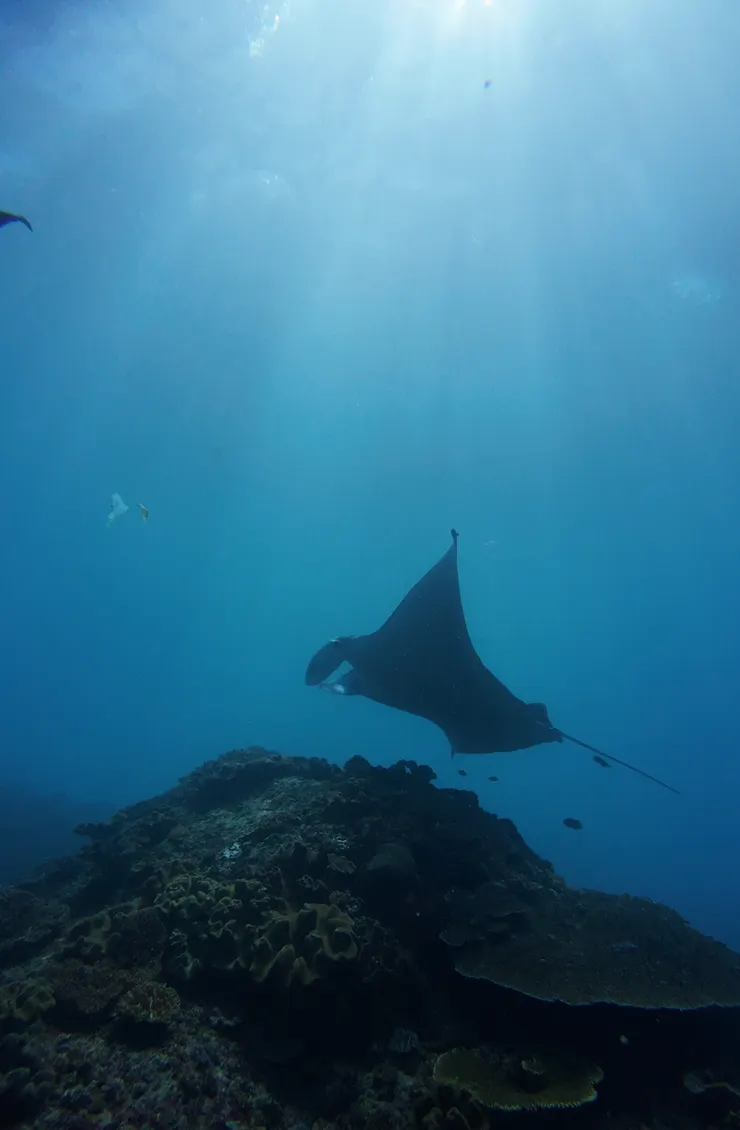 那天看到的 Manta 大約都是 2-3m