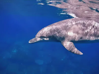 和日本御藏島海豚共游攻略