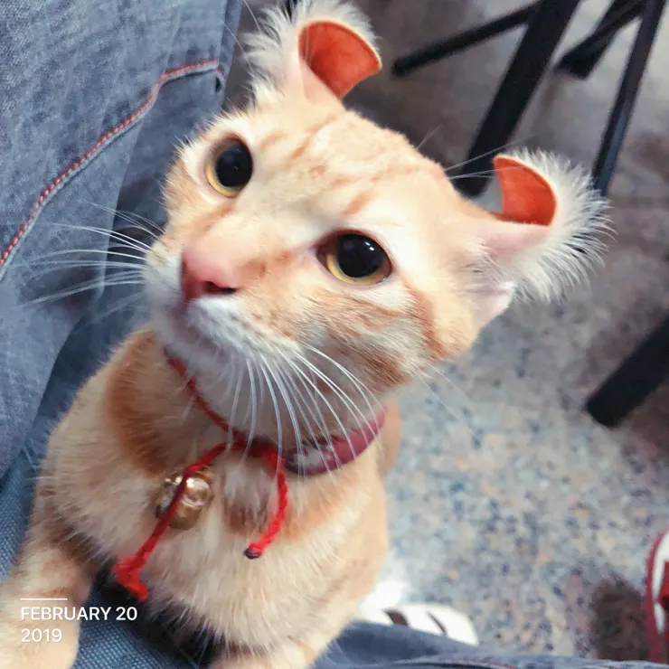 生前，被豬隊友爸爸翻耳朵後的柑罵格格。