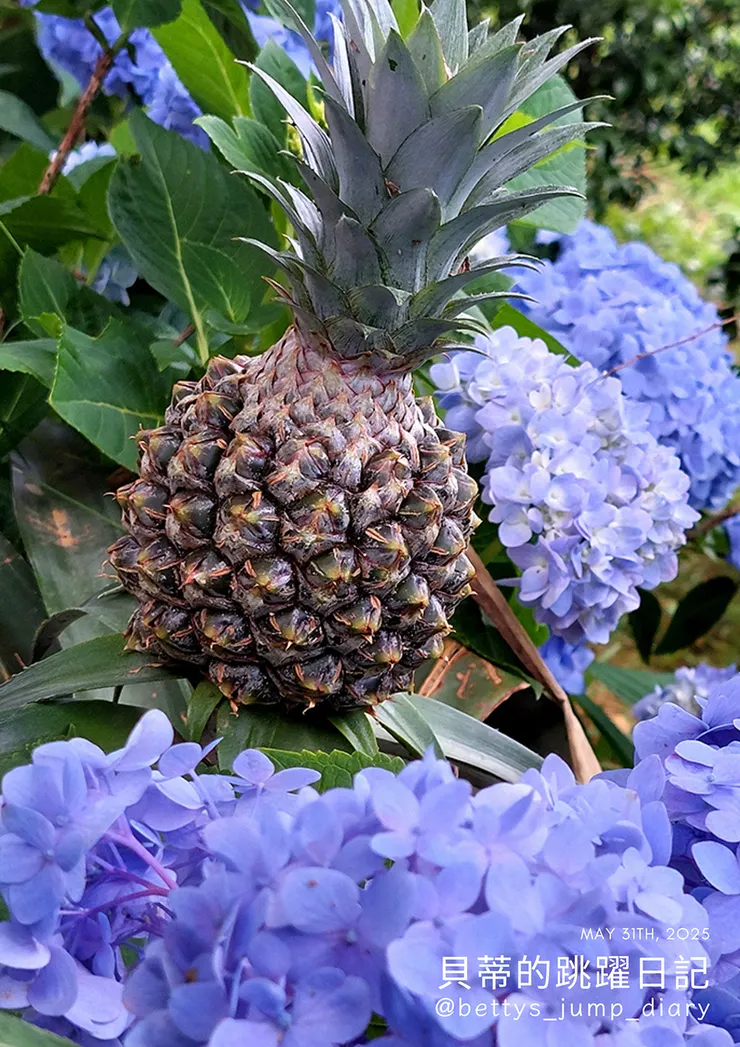 ▲桃園龍潭「穧粑崠咖啡農場」、「越軌咖啡」/ 圖片來源：Betty's Jump Diary