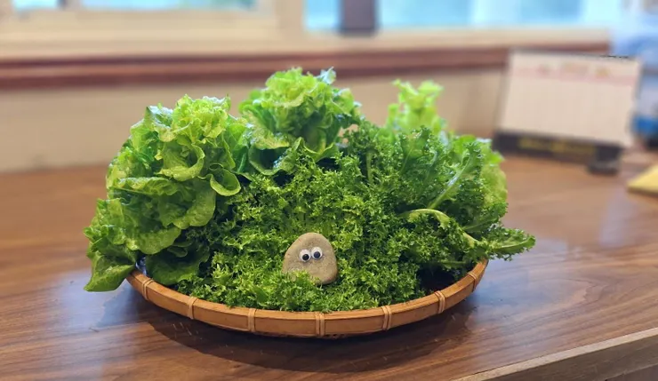 拍得像是苔蘚微景觀的萵苣與長眼睛的石頭