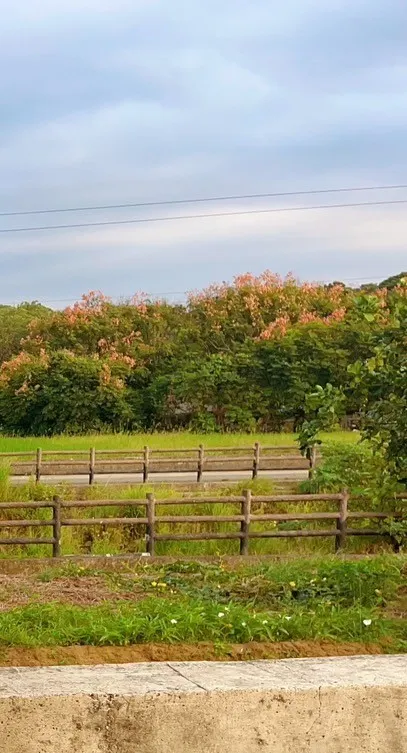 甜品屋外的一角景色，自然好風光.